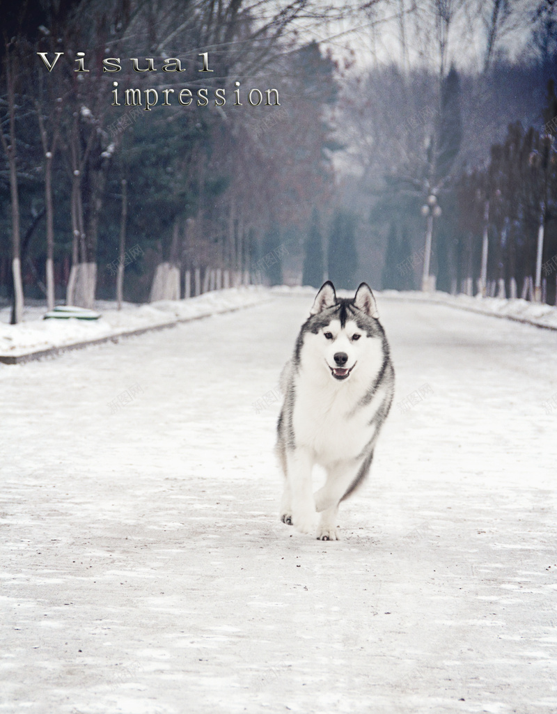 哈士奇雪橇犬背景jpg设计背景_新图网 https://ixintu.com PPT 冬季 动物 哈士奇 小清新 背景素材 雪橇 雪橇犬