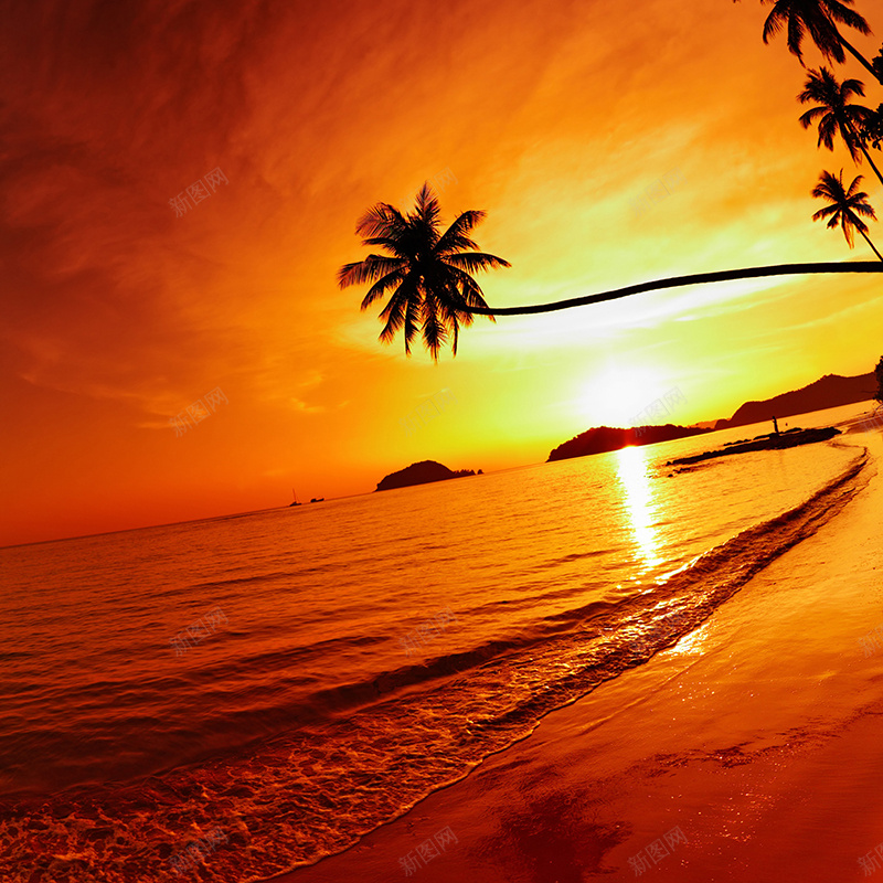 夕阳椰树背景jpg设计背景_新图网 https://ixintu.com 夕阳 椰树 海边 浪漫 摄影 主图 风景