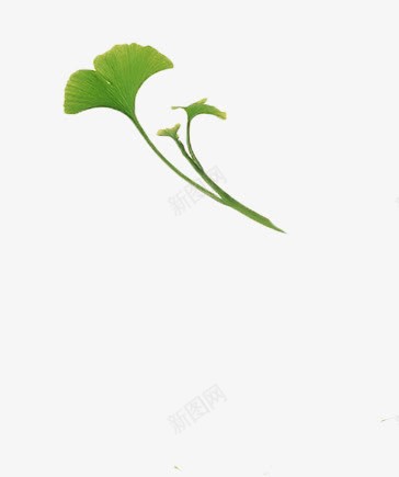 绿色清新植物树叶装饰png免抠素材_新图网 https://ixintu.com 树叶 植物 清新 绿色 装饰