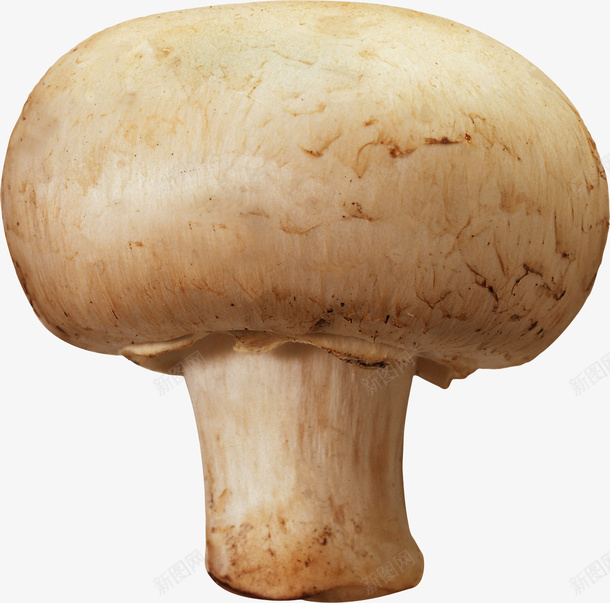 新鲜打头蘑菇png免抠素材_新图网 https://ixintu.com 新鲜 菌类 蘑菇 高清