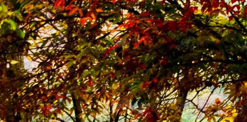 秋天枫树红叶H5背景jpg设计背景_新图网 https://ixintu.com 植物 枫叶 树叶 树林 叶子 H5背景 秋天 红叶 H5 h5 摄影 风景
