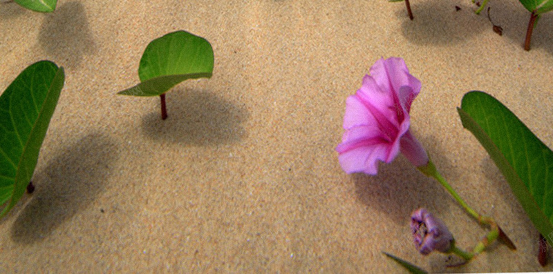 粉紫色花卉H5背景jpg设计背景_新图网 https://ixintu.com H5 H5背景 h5 大气 天空 沙滩 海洋 粉紫色 花卉