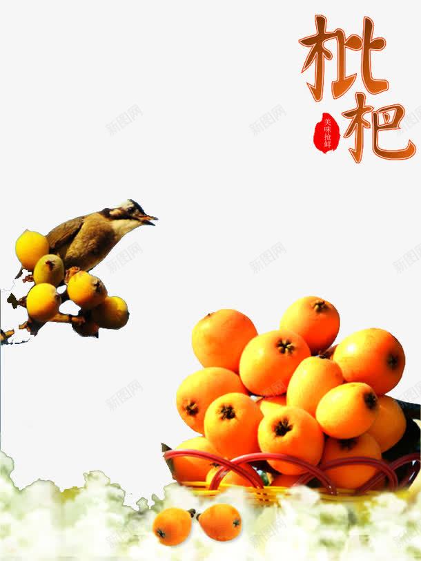枇杷水果与鸟png免抠素材_新图网 https://ixintu.com 枇杷 水果 鸟