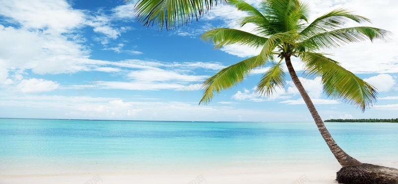 海边椰树大自然背景摄影图片