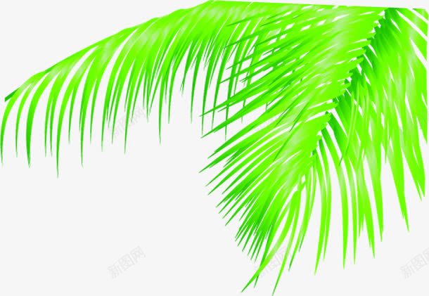 创意合成手绘绿色的棕榈树叶png免抠素材_新图网 https://ixintu.com 创意 合成 树叶 棕榈 绿色
