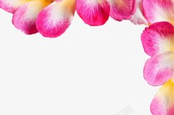 落地桃花粉色花瓣边框高清图片