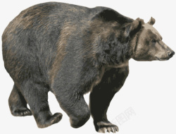 行走的黑熊狗熊大灰熊猛兽素材