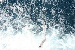 富贵花海浪免扣素材海里的海鸥背景高清图片