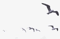 椋熺墿鸟高清图片