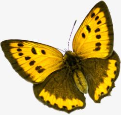 黄色水彩蝴蝶素材