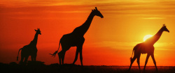 橙色长颈鹿落日长颈鹿高清图片