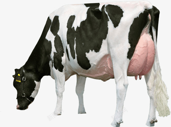 可爱的小奶牛55png免抠素材_新图网 https://ixintu.com 动物 家畜 小动物55 牛
