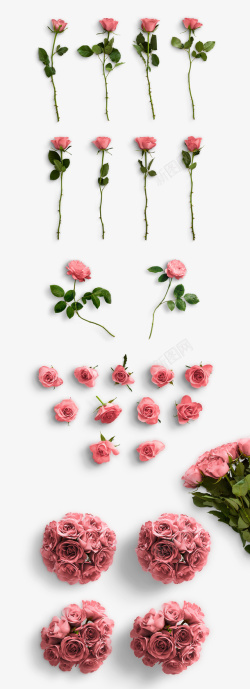 粉色的花粉色玫瑰花单支各种形态的花高清图片