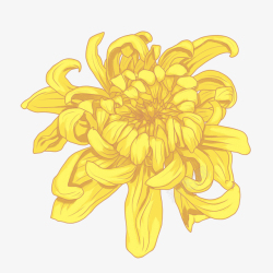 黄色蜡菊手绘重阳节花卉菊花装饰高清图片
