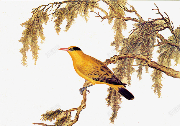 鸟在枝头png免抠素材_新图网 https://ixintu.com 中国风 小鸟 树枝 鸟在枝头 黄色