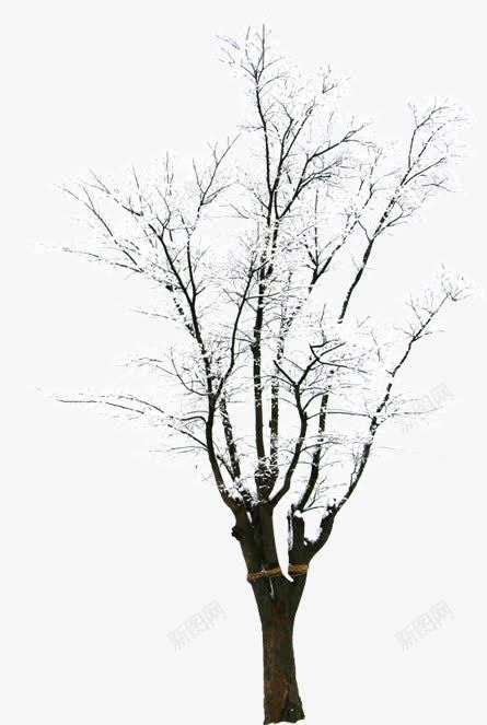 创意摄影合成树木白色的雪花png免抠素材_新图网 https://ixintu.com 创意 合成 摄影 树木 白色 雪花