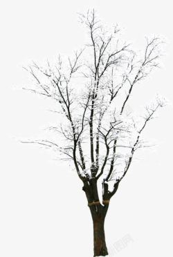 创意摄影合成树木白色的雪花素材