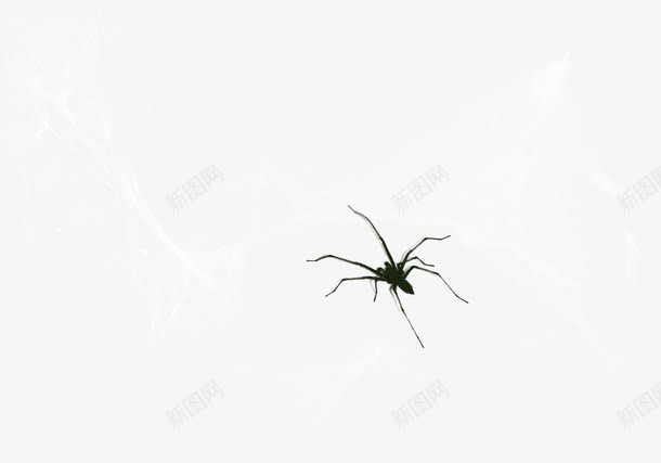 黑色创意蜘蛛png免抠素材_新图网 https://ixintu.com 创意蜘蛛 蜘蛛 黑色蜘蛛