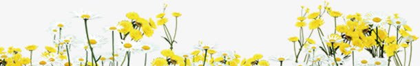 黄色郊外花朵植物png免抠素材_新图网 https://ixintu.com 植物 花朵 郊外 黄色