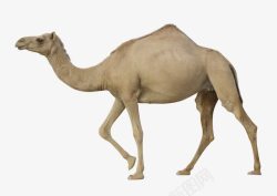 在走的骆驼在走的骆驼高清图片