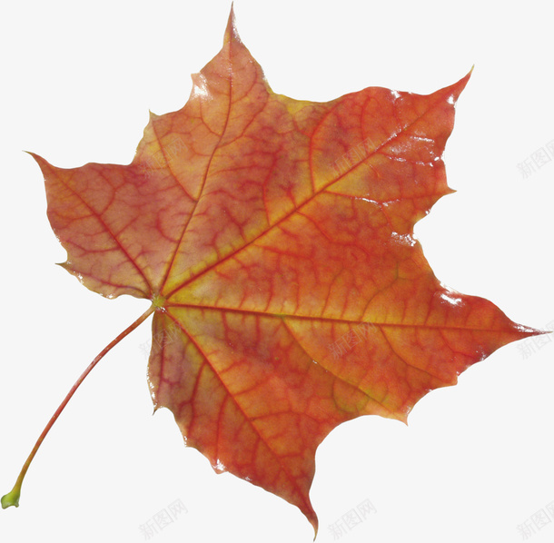 秋天的树叶5png免抠素材_新图网 https://ixintu.com 叶子 季节 枯叶 树叶