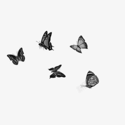 飞蛾PNG矢量图漂浮装饰元素蝴蝶高清图片