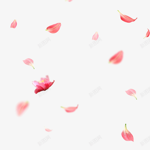 唯美的粉色漂浮花瓣png免抠素材_新图网 https://ixintu.com 漂浮 粉色 唯美 花瓣