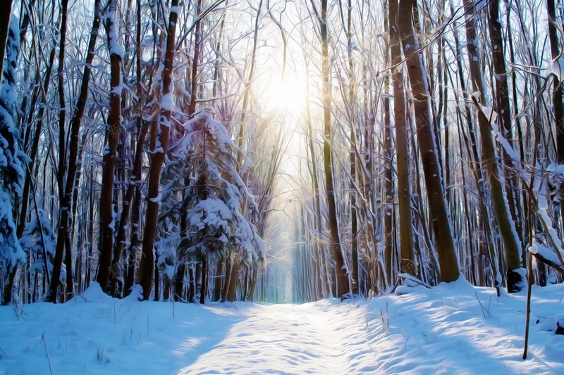 冬天的雪地森林jpg设计背景_新图网 https://ixintu.com 冬天 天寒地冻 树木 森林 雪地