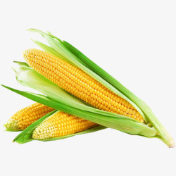 健康玉米摆拍素材