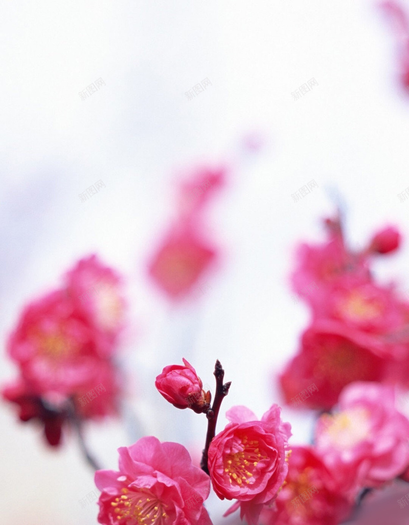花朵花卉背景jpg设计背景_新图网 https://ixintu.com 花朵 花卉 背景 话 枚红色背景 枚红色花 摄影 风景