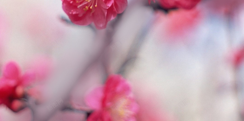 花朵花卉背景jpg设计背景_新图网 https://ixintu.com 花朵 花卉 背景 话 枚红色背景 枚红色花 摄影 风景