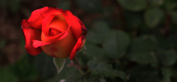 首页红玫瑰花背景高清图片