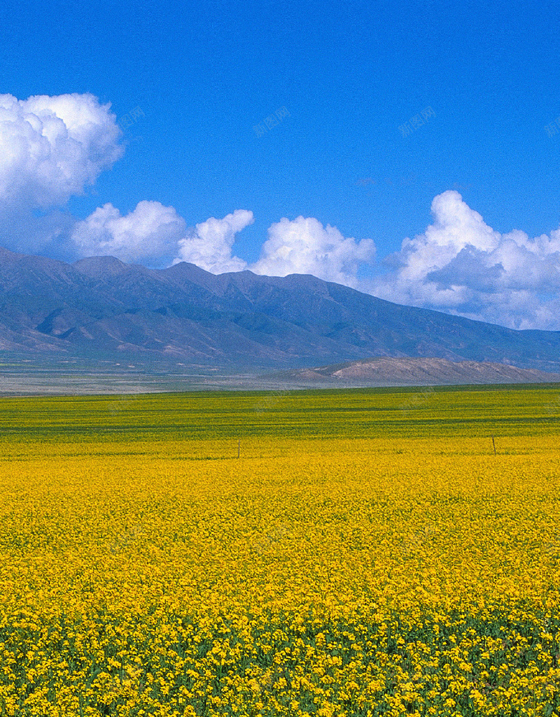 蓝天白云油菜花风景手机端H5背景jpg设计背景_新图网 https://ixintu.com H5背景 手机端 春天 油菜花 白云 花田 蓝天 蓝天白云 蓝天背景 蓝天风景 风景背景