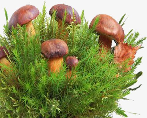 菌类种植png免抠素材_新图网 https://ixintu.com 种植 育种 褐色 香菇
