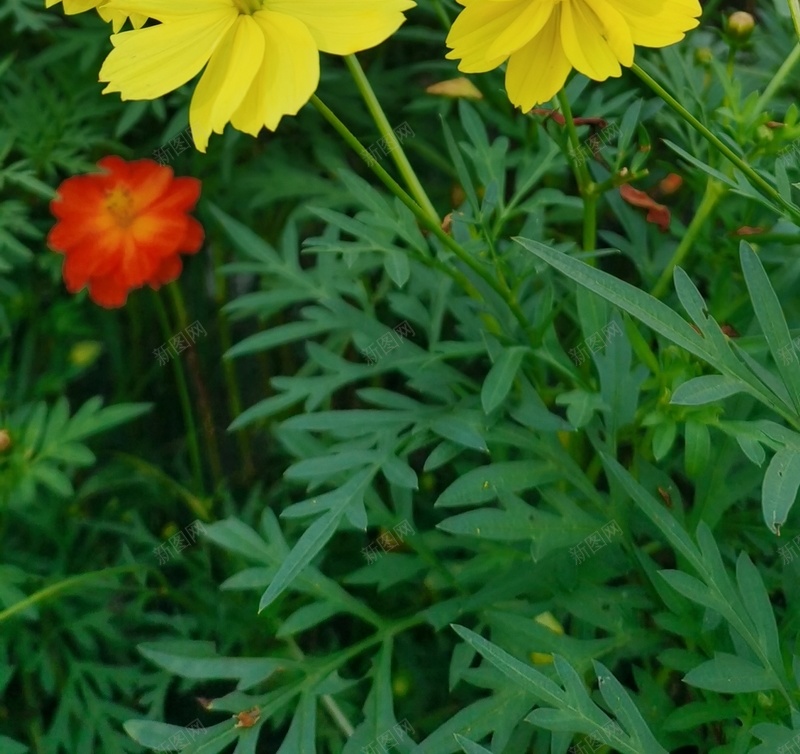 初秋格桑花语jpg设计背景_新图网 https://ixintu.com 初秋印象 幸福 格桑花 美好时光