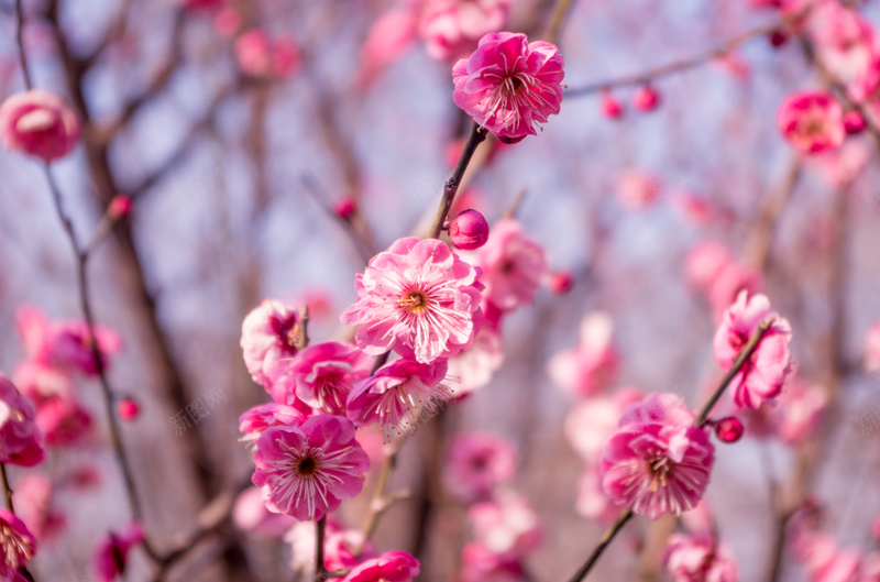 春来花开满园jpg设计背景_新图网 https://ixintu.com 春季 满枝 粉色 花香