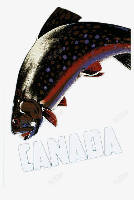 加拿大鱼png免抠素材_新图网 https://ixintu.com 加拿大 旅游 装饰图案 鱼