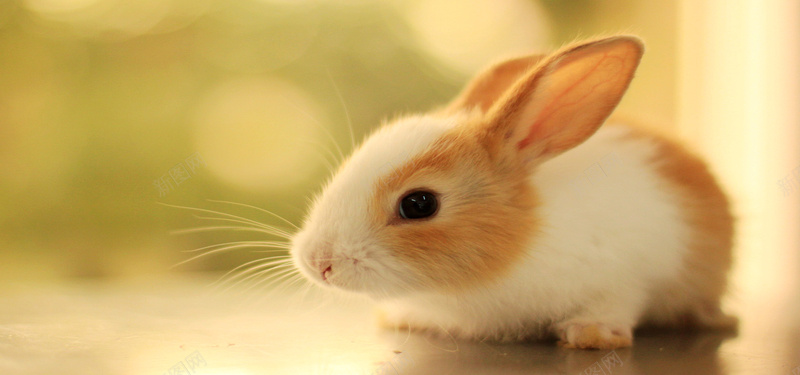 可爱兔子动物摄影背景