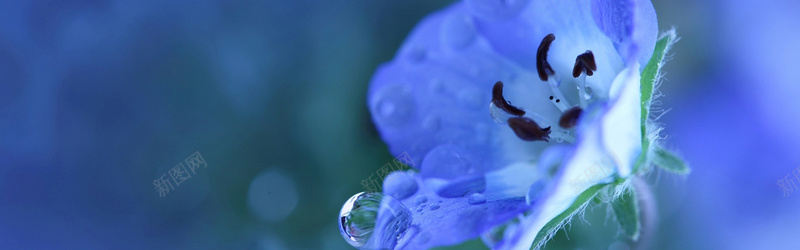 蓝色花卉摄影背景摄影图片