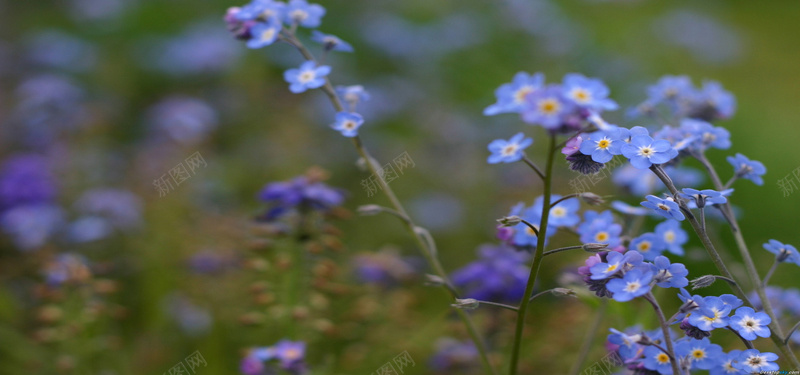 淘宝背景图jpg设计背景_新图网 https://ixintu.com 勿忘我 摄影 星辰花 海报banner 花海 风景