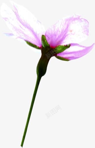 紫色水彩梦幻花朵png免抠素材_新图网 https://ixintu.com 梦幻 水彩 紫色 花朵