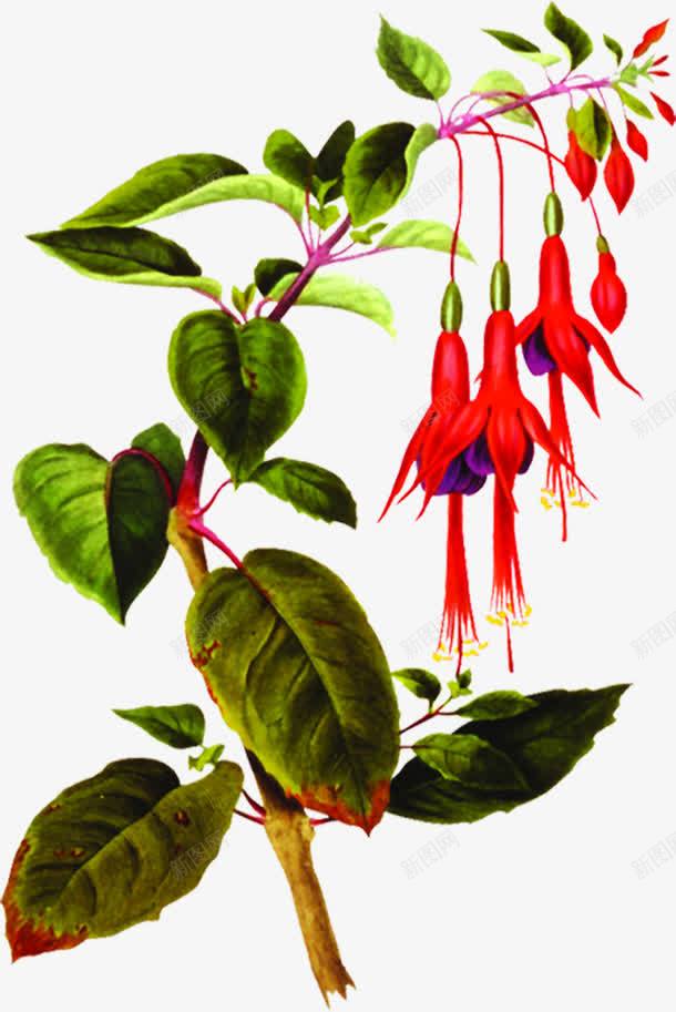 绿色植物红色花朵png免抠素材_新图网 https://ixintu.com 红色 绿色植物 花朵
