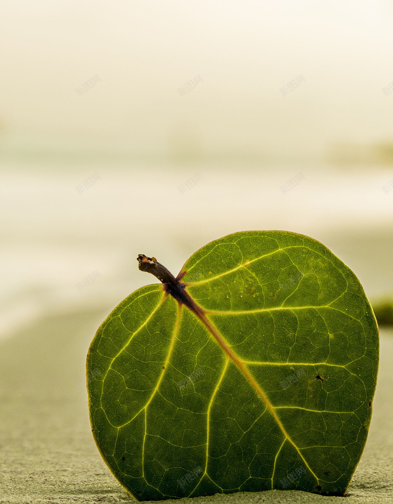 海滩上绿色叶子浪漫H5背景jpg设计背景_新图网 https://ixintu.com 海滩 绿色 叶子 浪漫 沙滩 H5 海浪 摄影 风景