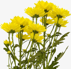 重阳节花朵重阳节黄色菊花高清图片