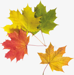 秋天树叶无缝背景图片秋天的树叶片高清图片