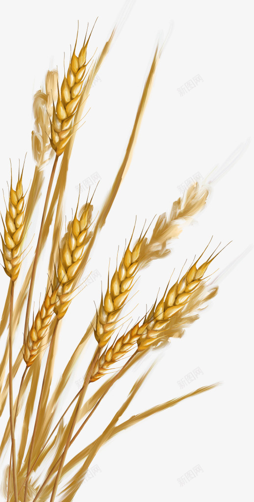 秋收的小麦7png免抠素材_新图网 https://ixintu.com 小麦 稻谷 粮食 谷物