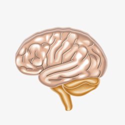 盘子里的脑图案人体部分器官图案脑高清图片