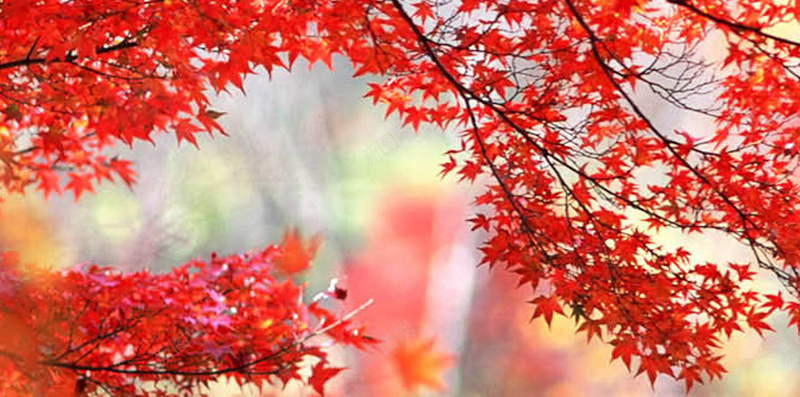 秋日红色主题风景H5背景jpg设计背景_新图网 https://ixintu.com 红色 树叶 植物 风景 摄影 H5 h5