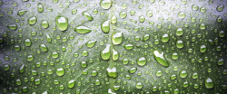 水滴下的树叶纹理图片植物水珠背景高清图片