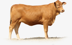 乳牛免扣站在地上的黄牛高清图片